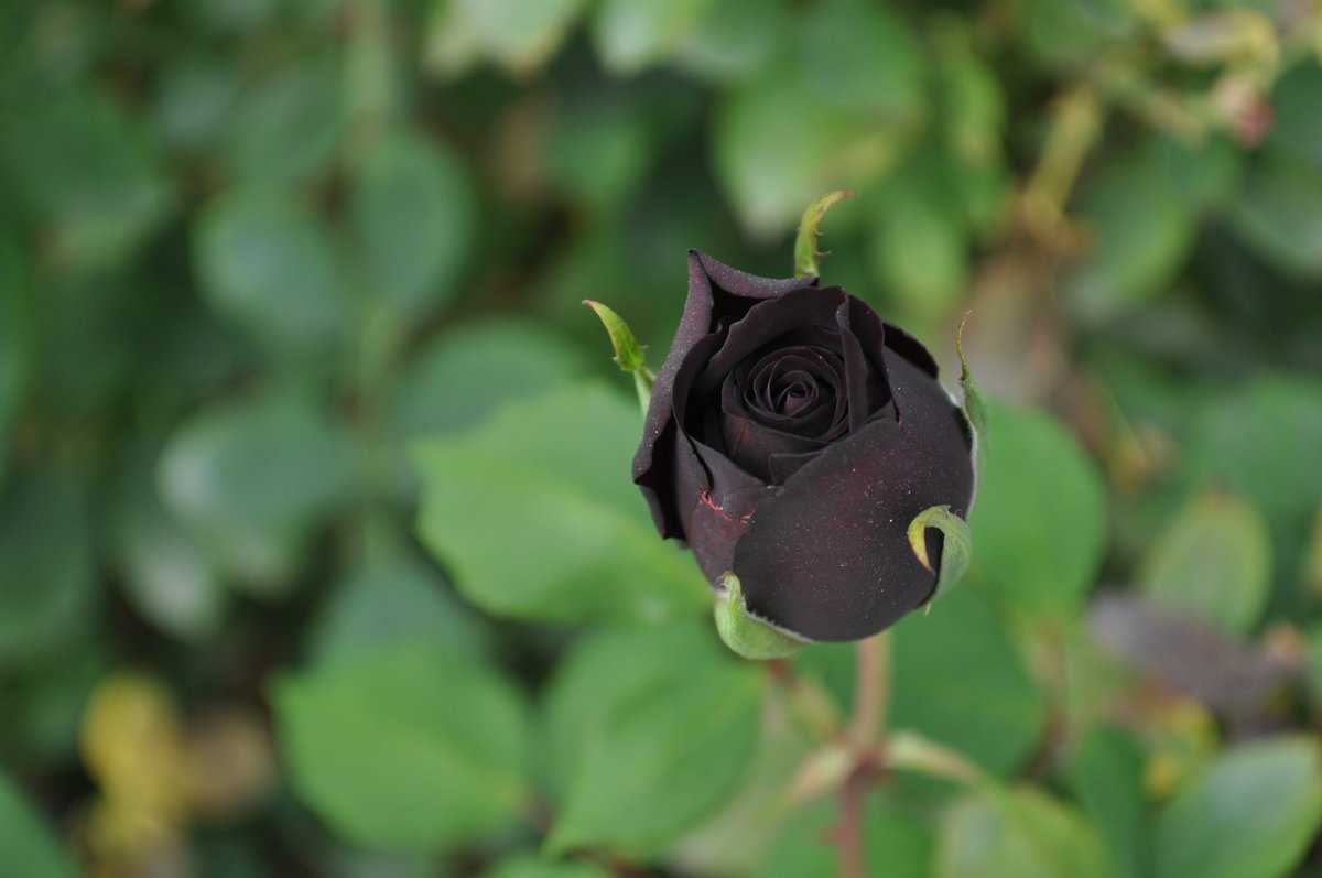 An up-close photo of a black rose in the garden