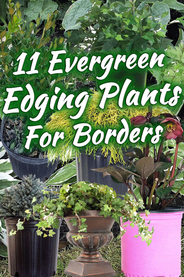 11 Evergreen Edging Plants for Borders