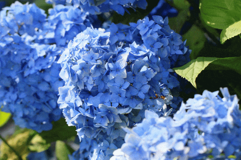 11 Shrubs for Shade That Grow Well in Zone 6