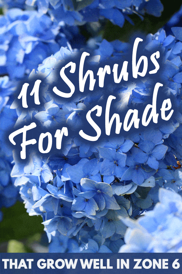 11 Shrubs For Shade That Grow Well In Zone 6 Garden Tabs - Shade Garden Ideas Zone 6b