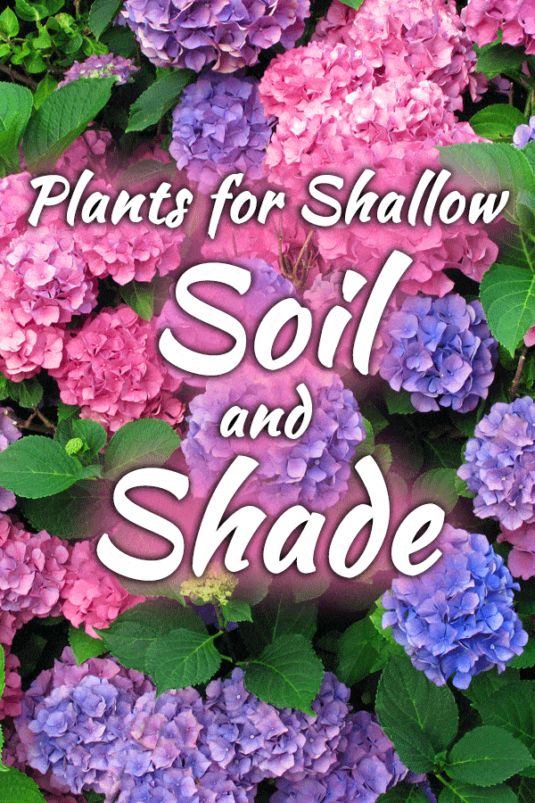14 Plants for Shallow Soil and Shade