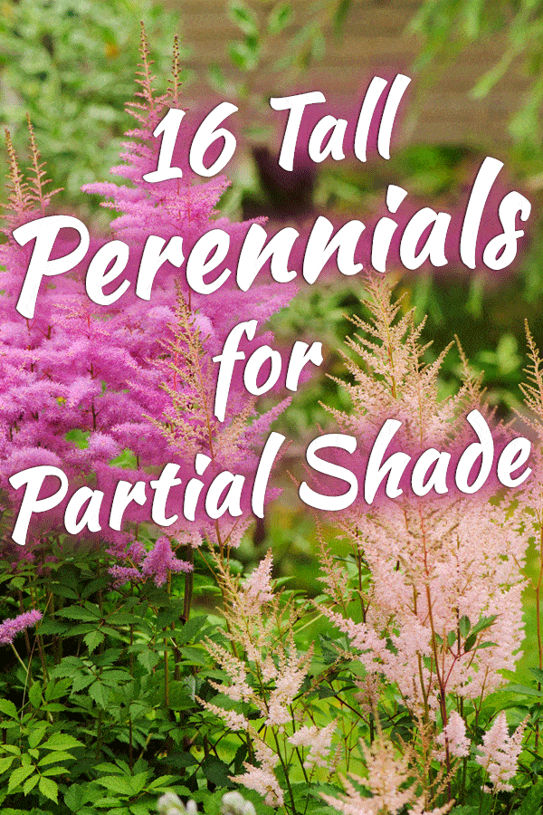 Garden plants that grow in partial shade