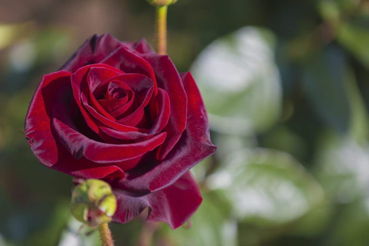 Up close photo of a gorgeous dark black rose 