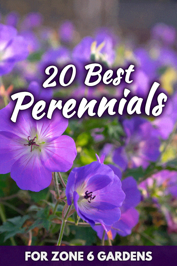 20 Best Perennials for Zone 6 Gardens