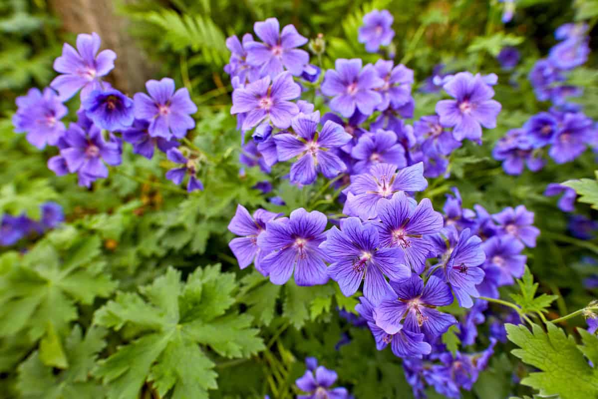 A bush of blue hardy geraniums in the backyard. Flowering bush of indigo flowers blooming in a botanical garden or backyard in spring outside. Delicate perennial wild blossoms growing in nature 