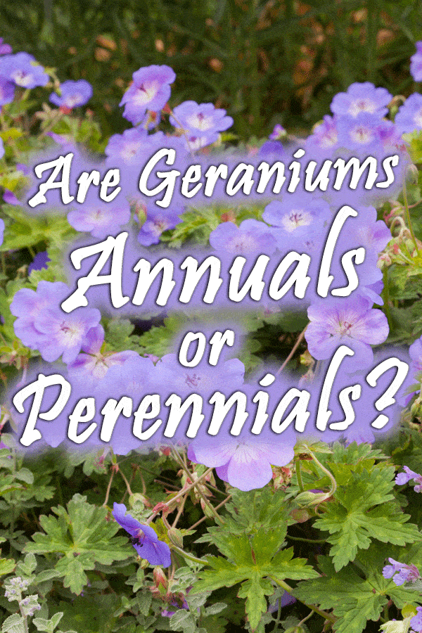 Are Geraniums Annuals or Perennials