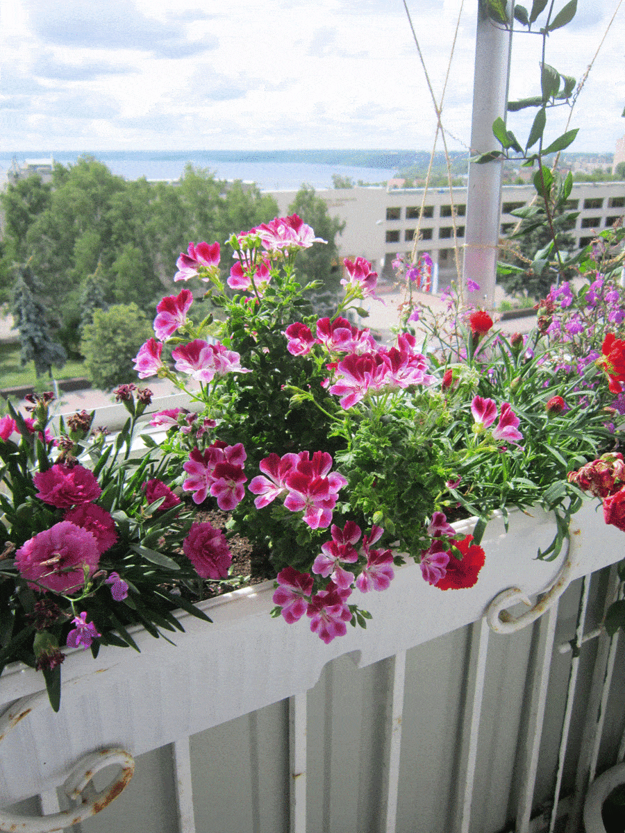 Beautiful flowers grow in container in small urban garden on the balcony