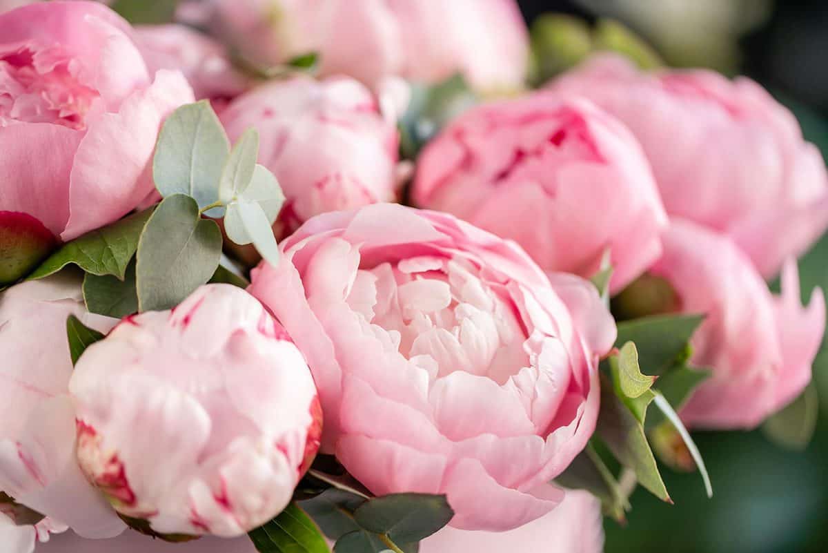  Beautiful peony flower for catalog or online store