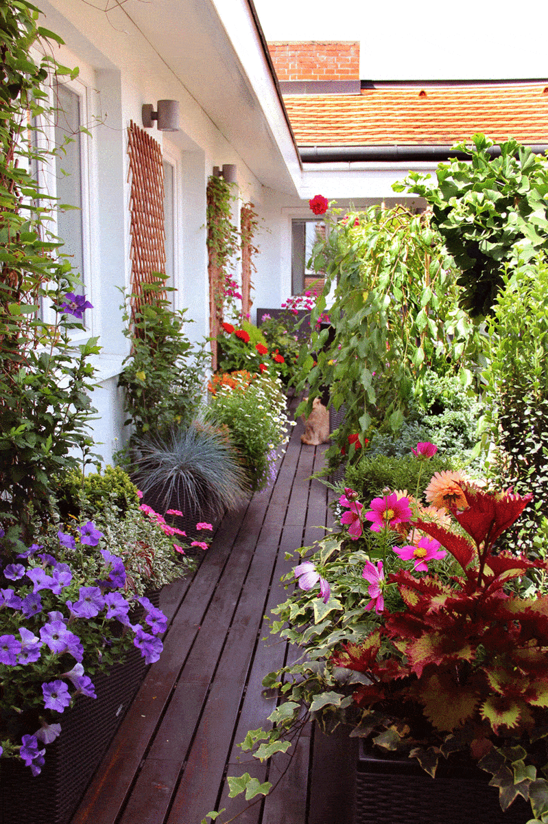 Beautiful plants and flowers on the balcony