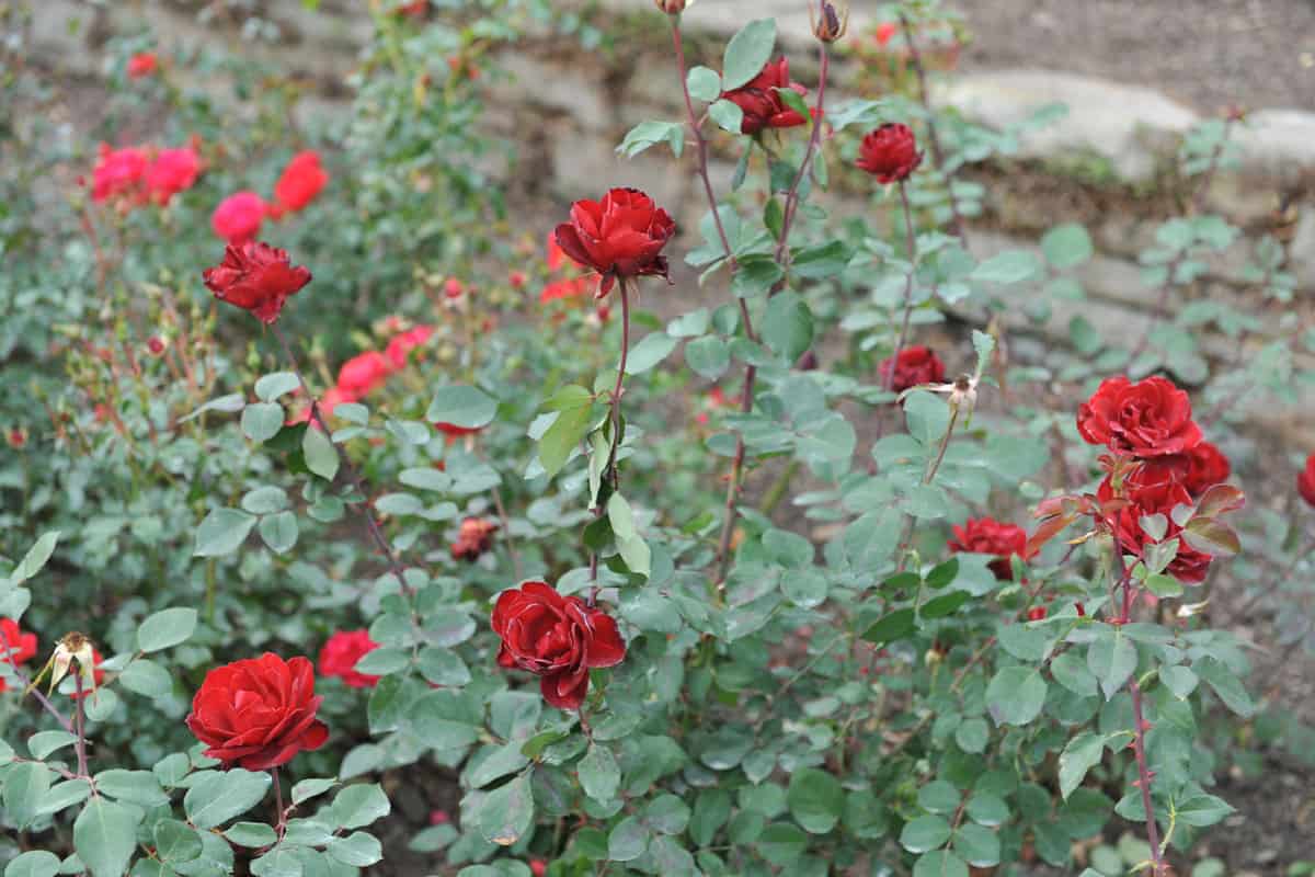 Blooming red black ice rose