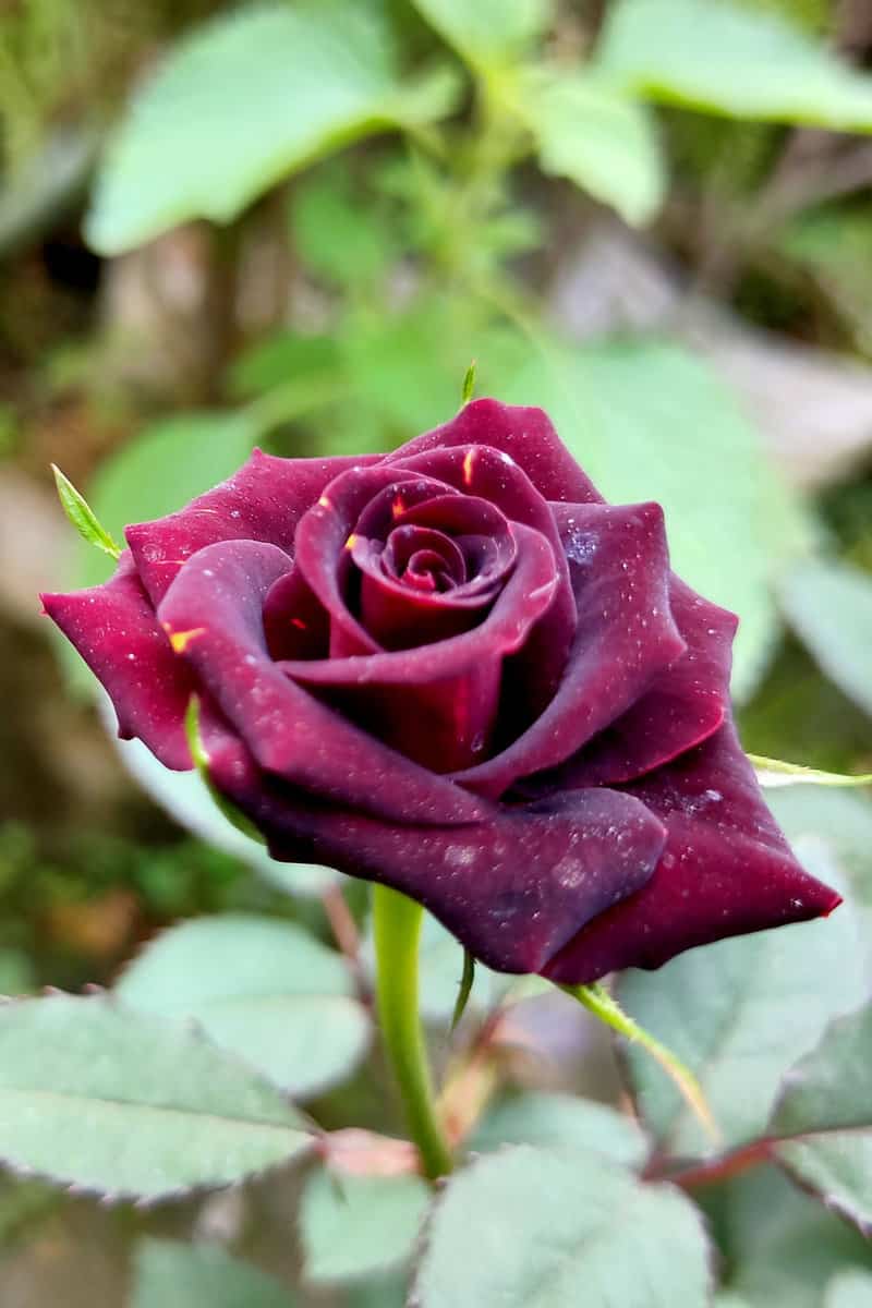 Black Velvet Rose photographed up close