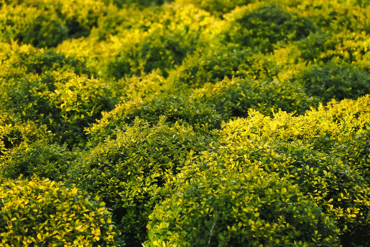 An image of a Boxwood plant