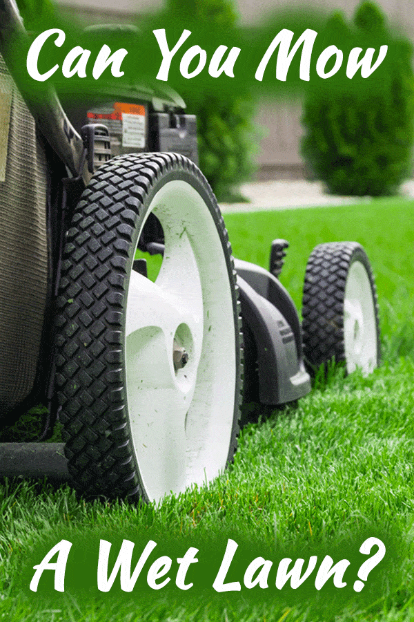 Can You Mow a Wet Lawn?