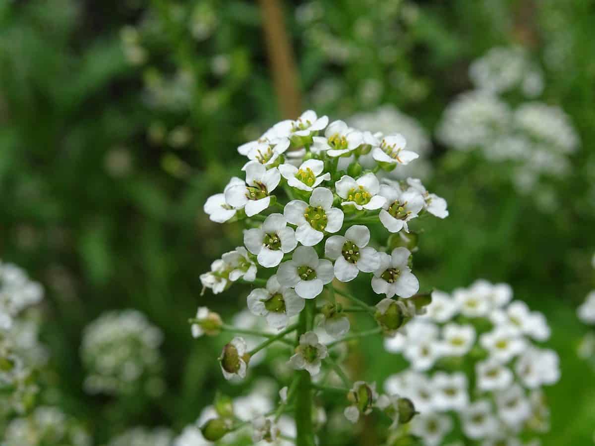 Close up of a white flowers of Alyssum