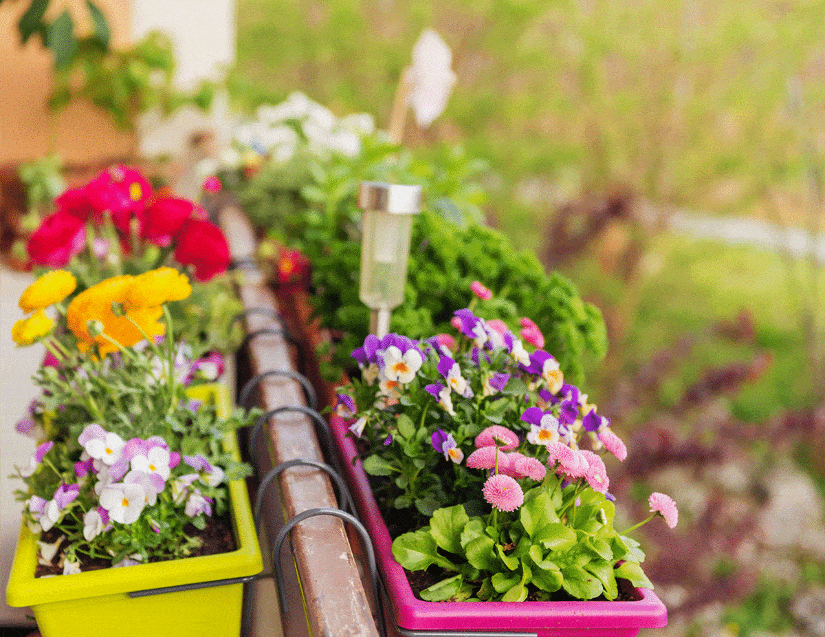 Colorful flowers in pots on the balcony