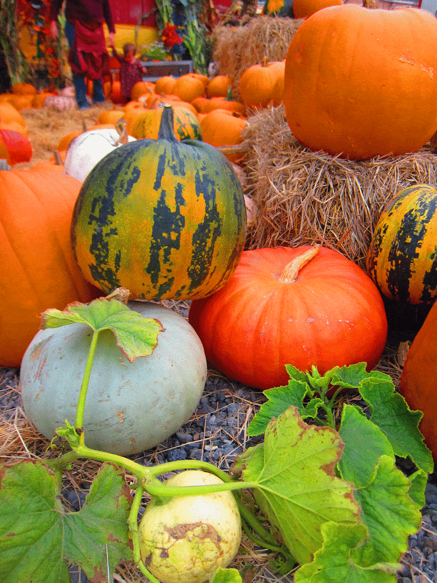 Different pumpkins