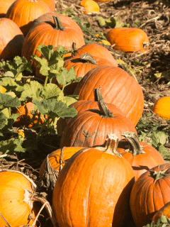 How To Grow Pumpkins Successfully