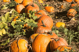Read more about the article How To Grow Pumpkins Successfully