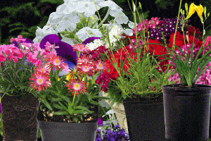Read more about the article 15 Short Perennials That Bloom All Summer