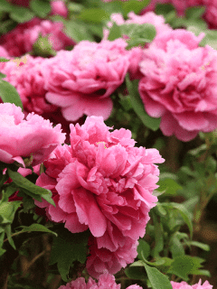 Where to Plant Peonies (Peony Growing Conditions)
