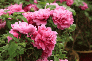 Read more about the article Where to Plant Peonies for Getting the Best Results?