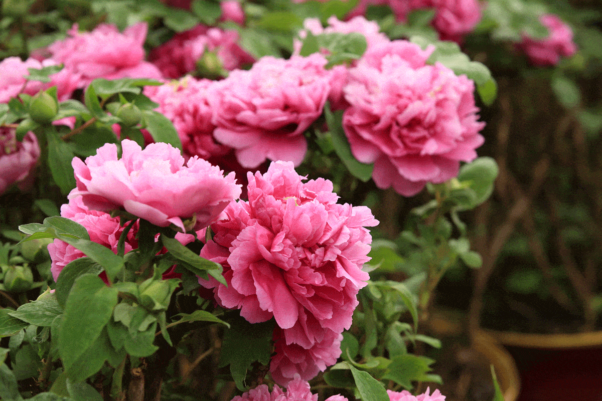 Where to Plant Peonies (Peony Growing Conditions)