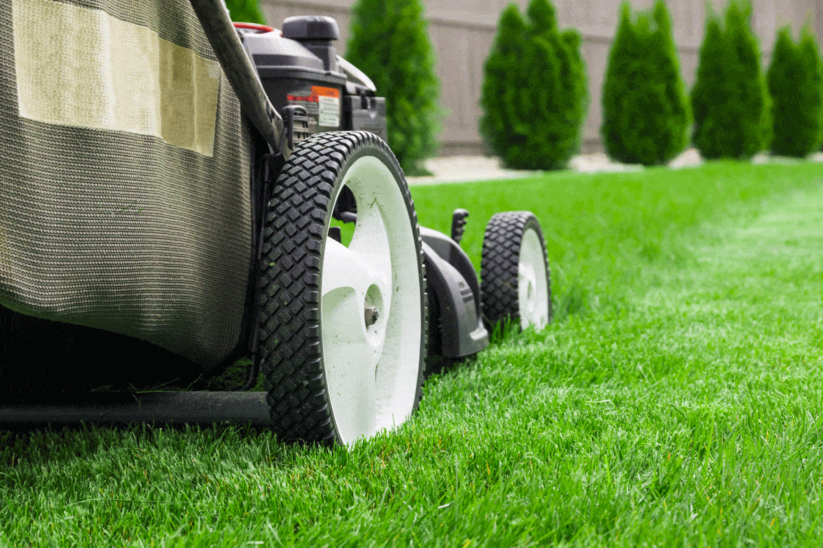 Can You Mow a Wet Lawn?