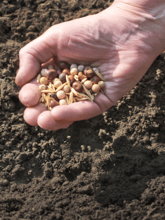 How to Amend Clay Soil for Vegetable Gardening