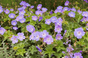 Read more about the article Are Geraniums Annuals Or Perennials? [The answer will surprise you!]