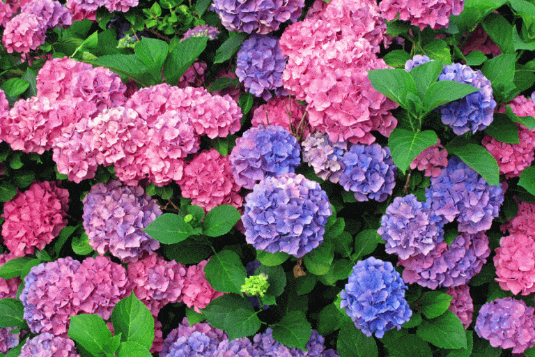 14 Plants for Shallow Soil and Shade