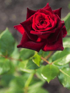 Natural Black Roses