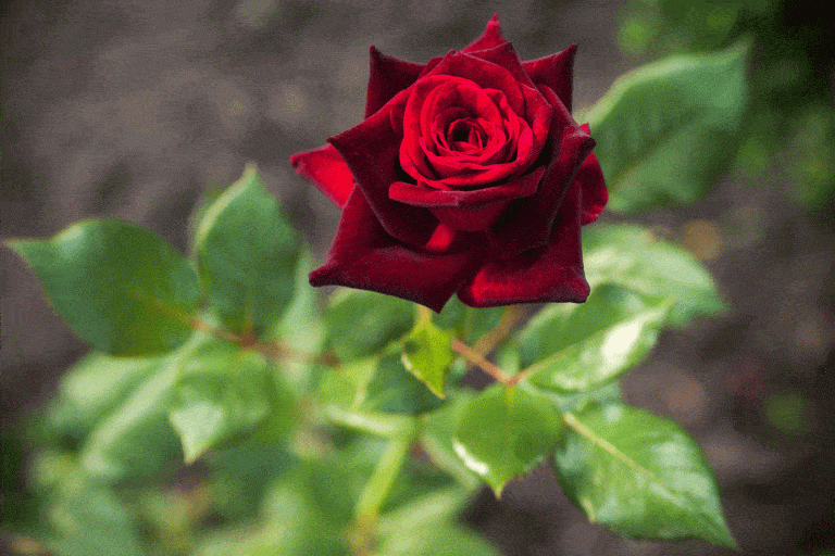 Natural Black Roses