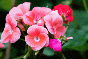 Read more about the article What Uses Are There For Geranium?