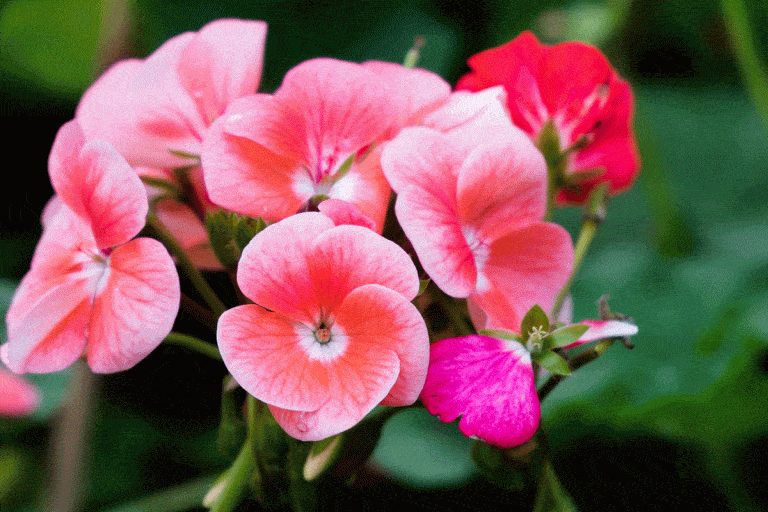 What Uses are There for Geranium?