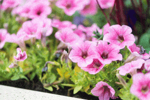 Read more about the article How Fast Do Petunias Grow?