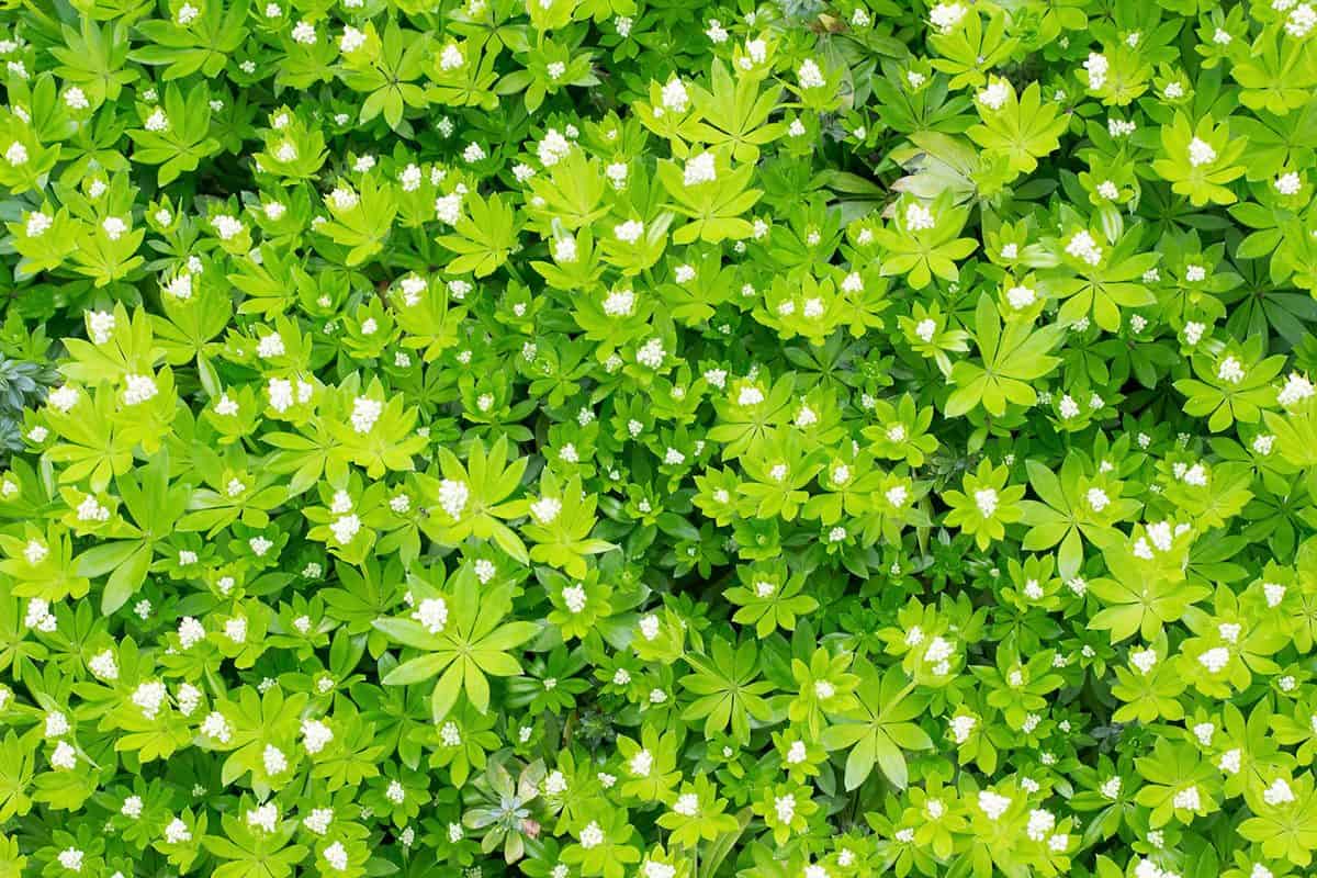 Freh green leaves and a tart of blossoming of the herb woodruff in the garden