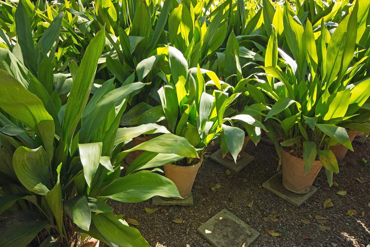 Group of aspidistra plants in the nursery area of the alcazar gardens in Seville