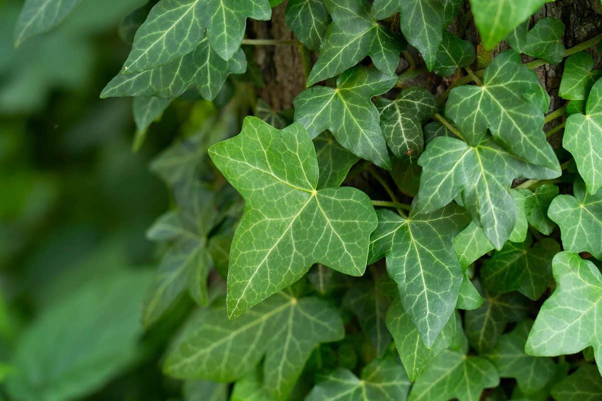 Hedera helix or European ivy climbing on rough bark of a tree