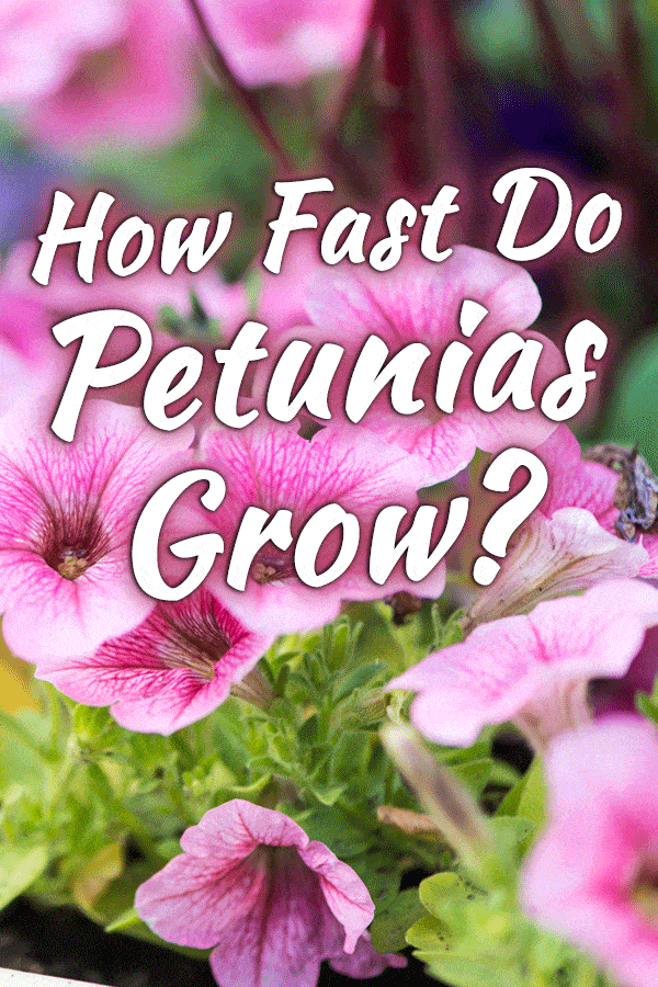 How Fast Do Petunias Grow?