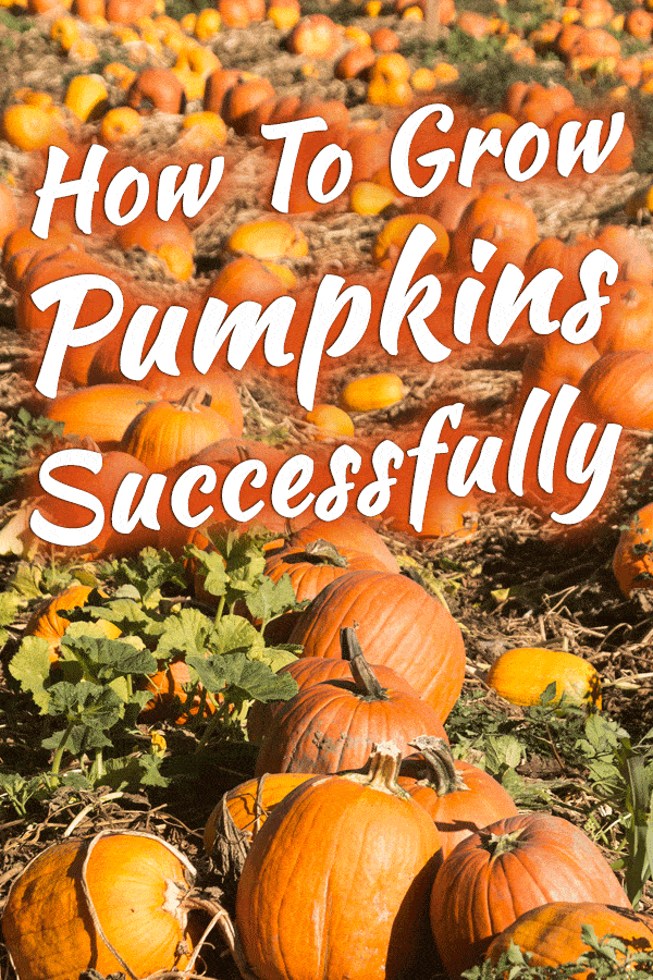 How To Grow Pumpkins Successfully