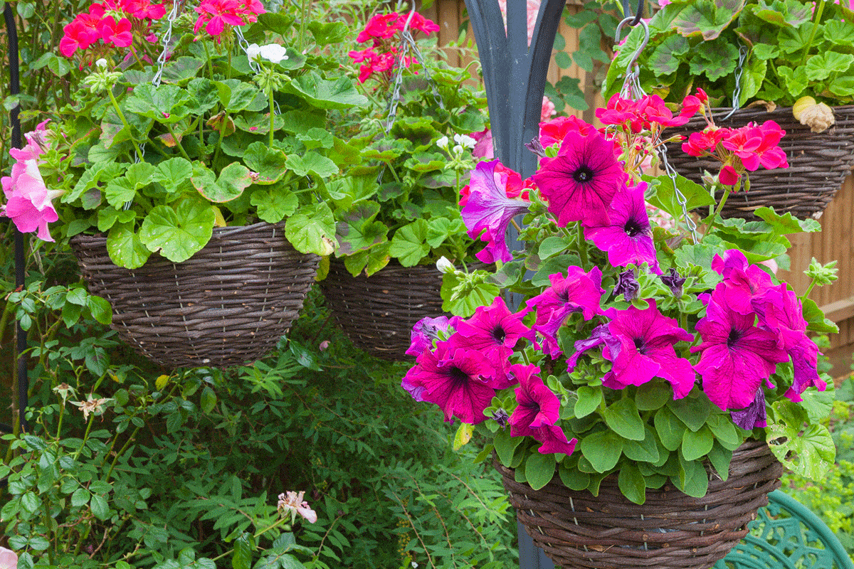 How to Care for Petunias in Hanging Baskets