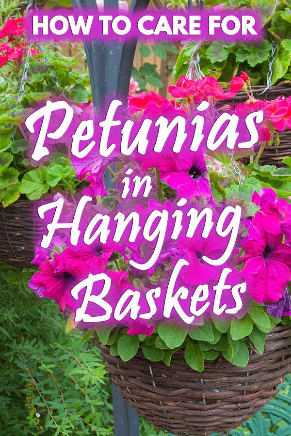 How to Care for Petunias in Hanging Baskets