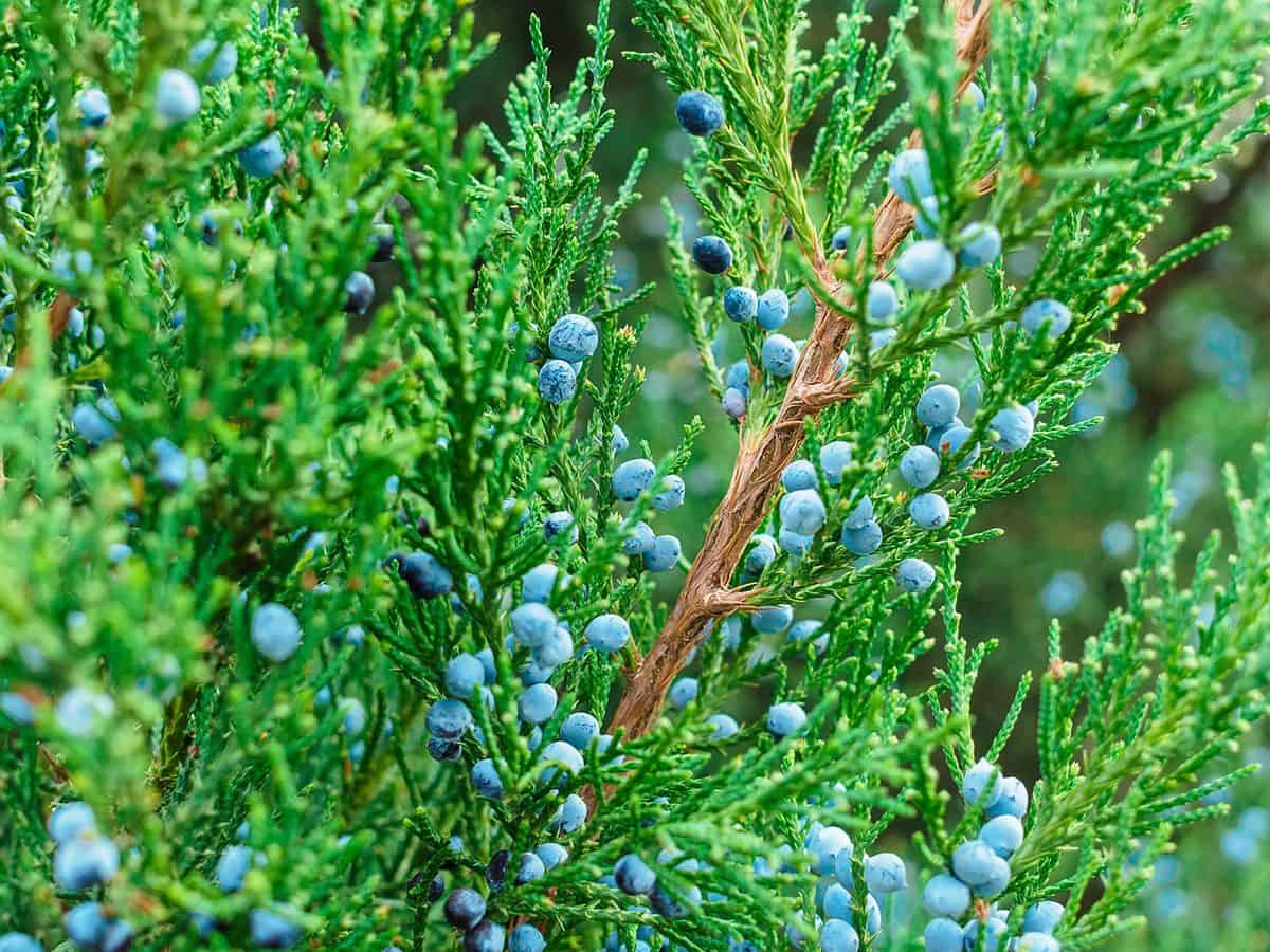 Juniperus virginiana branches with fruits