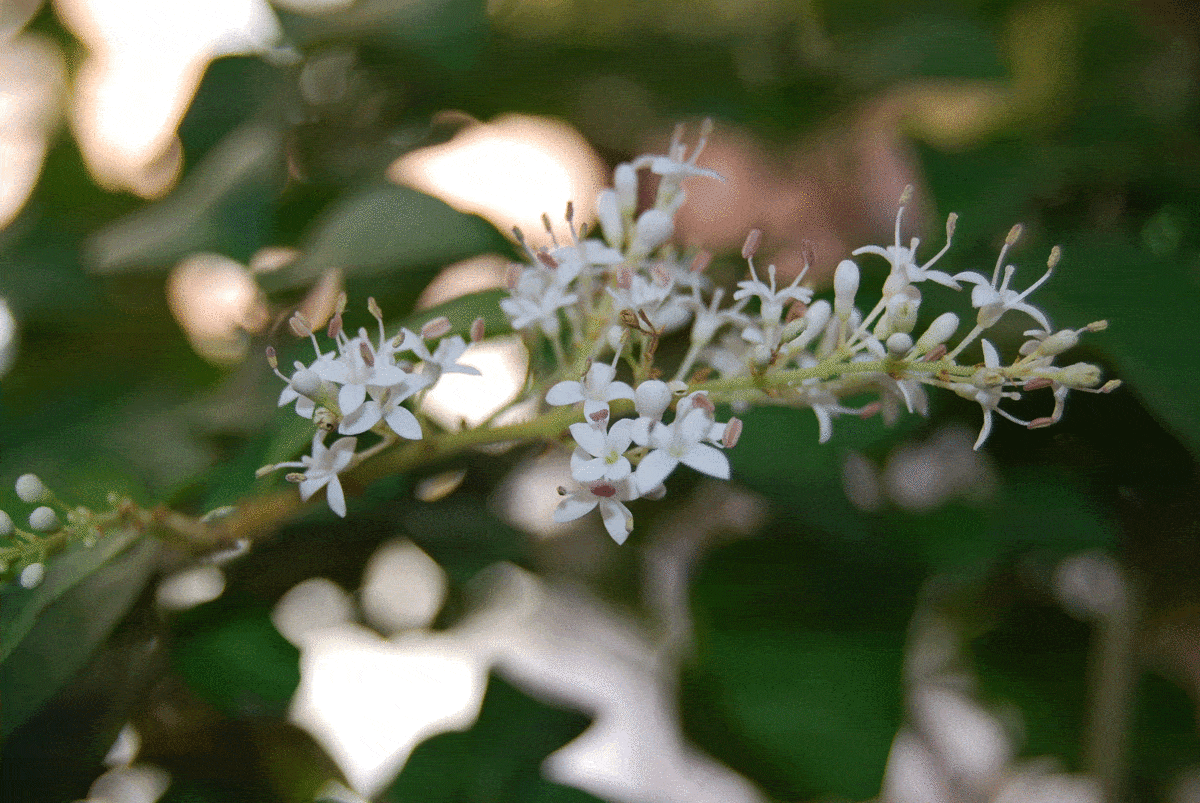 Close up shot of a Ligustrum shrub