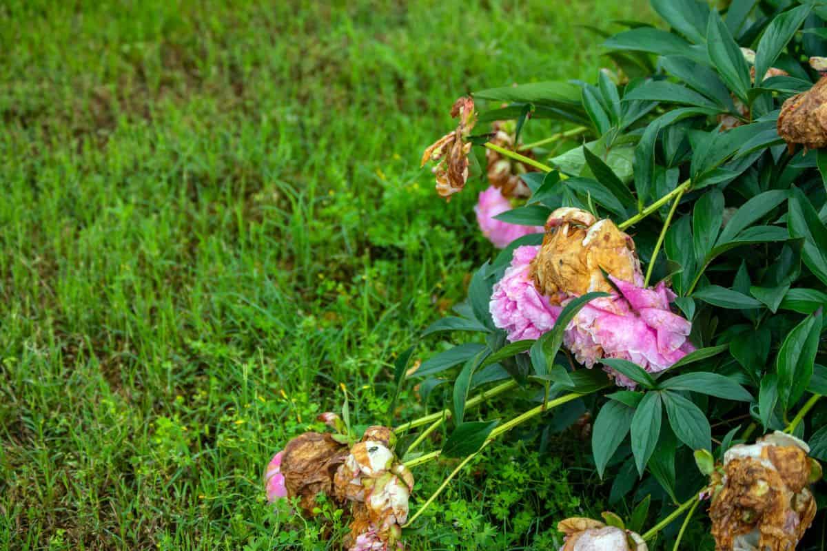 Once beautiful pink peonie flowers are now dying and drooping as they reach the last stages of life in a Missouri yard. Bokeh.