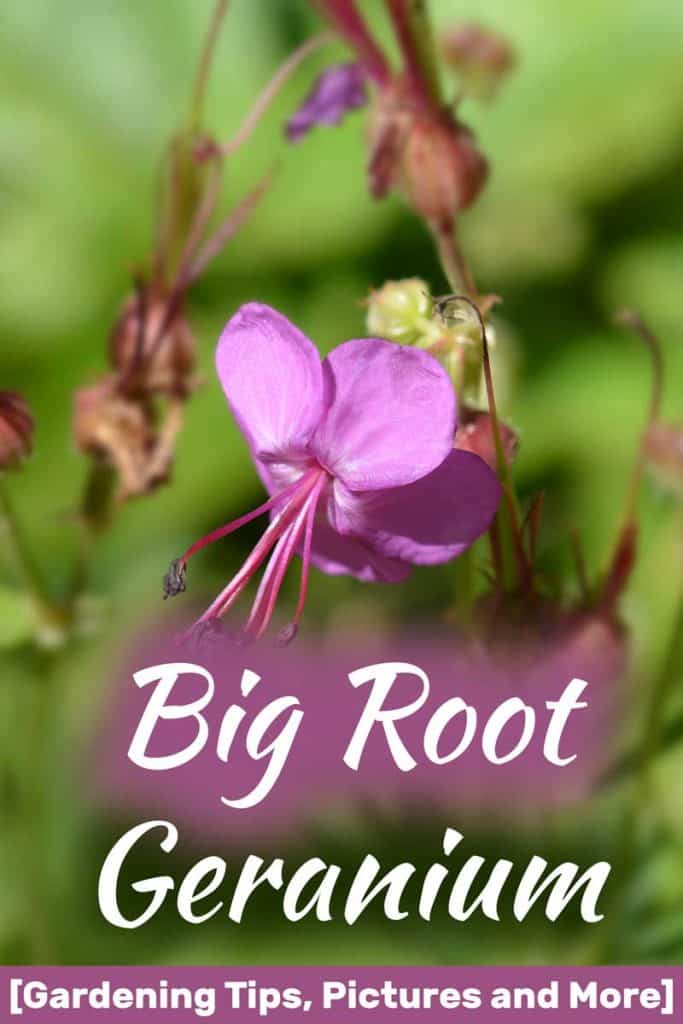 Big Root Geranium [Gardening Tips, Pictures and More]