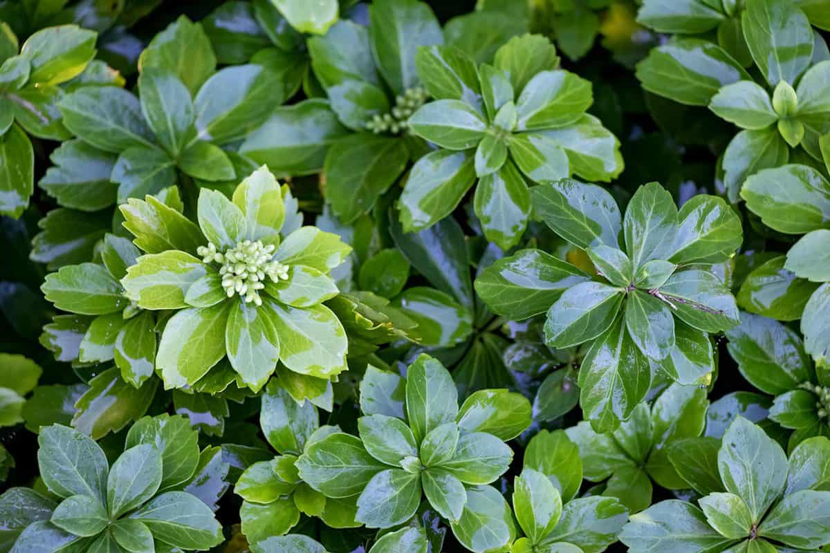 Pachysandra or Japanese spurge after rain with flower buds emerging