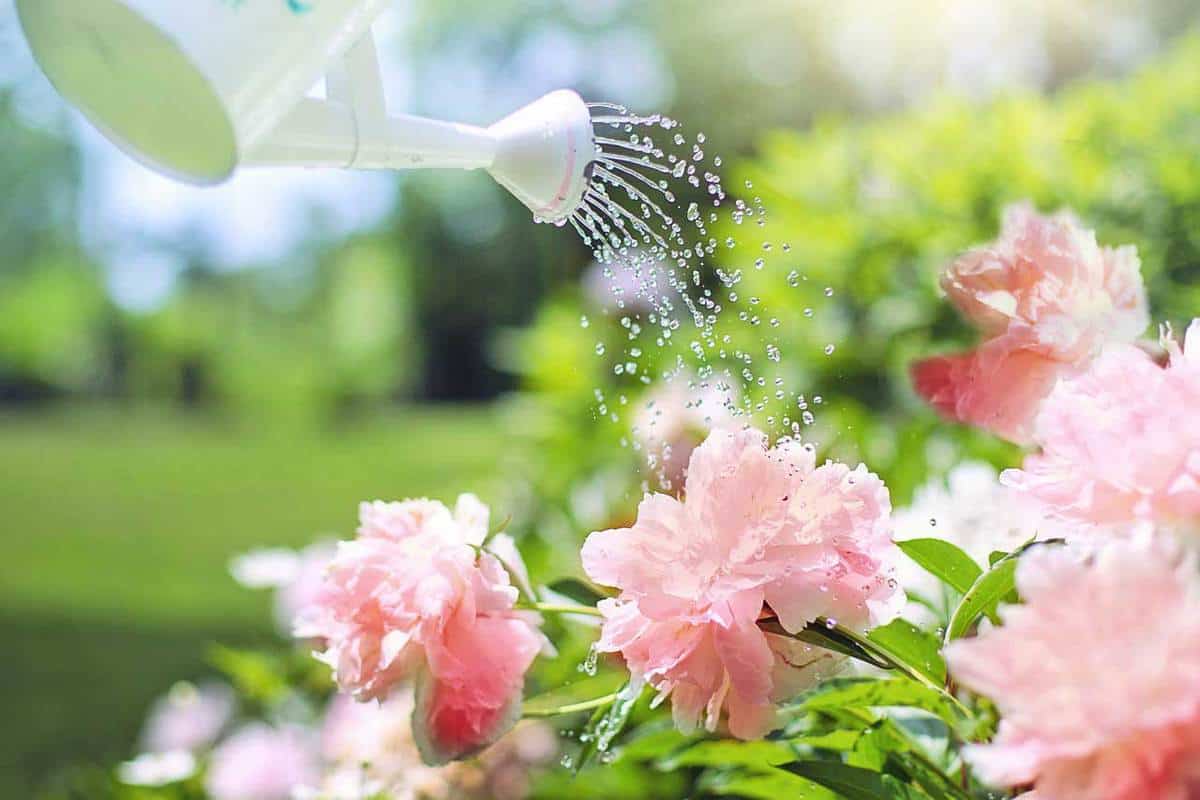Watering a peony flower in the garden