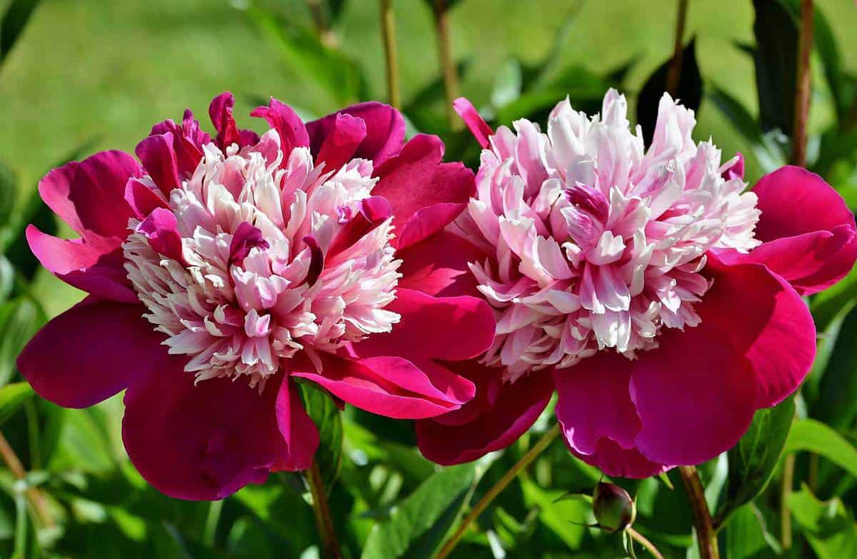 Close up photo of a peonies in the garden