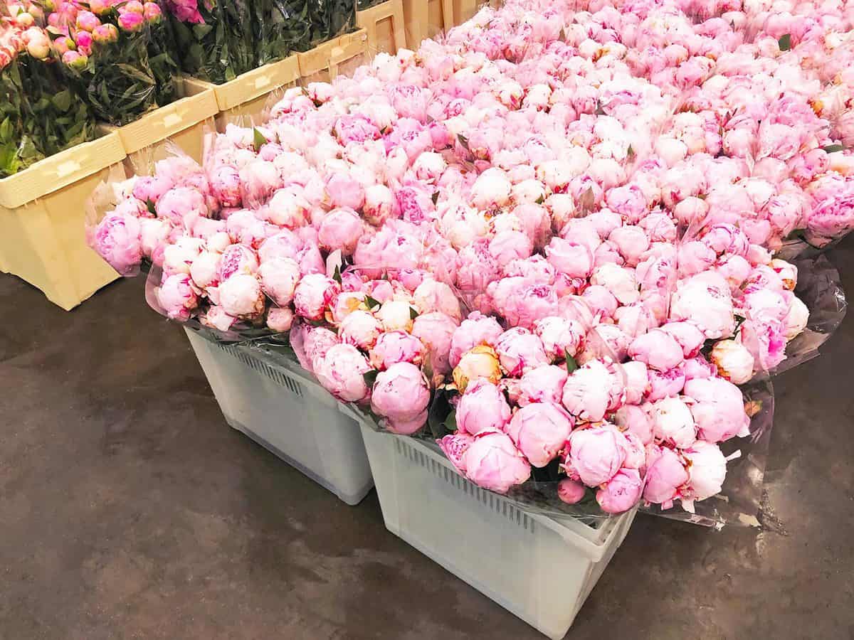  Pink peonies in a plastic bucket container
